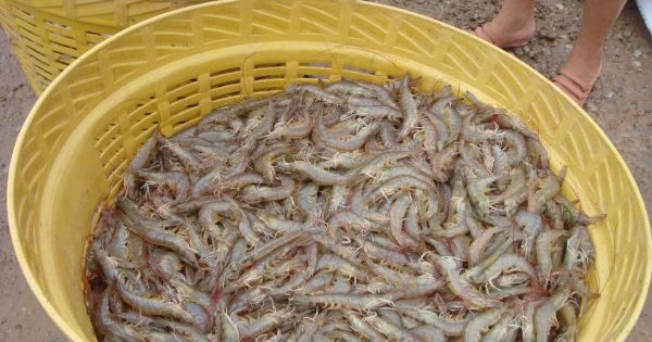 keberhasilan budidaya udang pakan